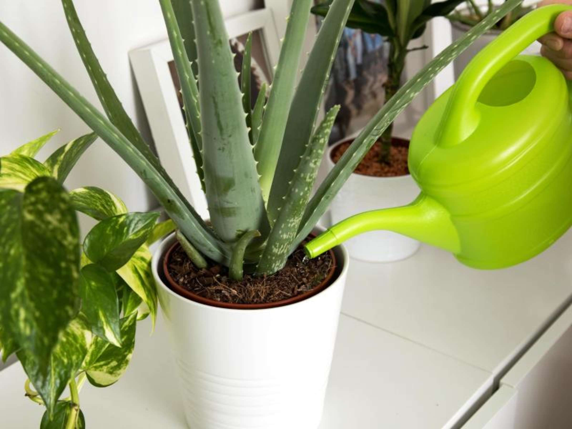 Einblatt Und Aloe Vera Sind Gut Für Das Raumklima throughout Aloe Vera Schlafzimmer