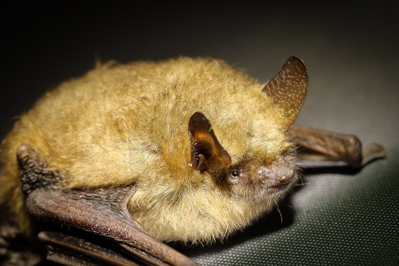 Fledermäuse Im Schlafzimmer - Nachrichten Aus Stuttgart with Fledermaus Im Schlafzimmer