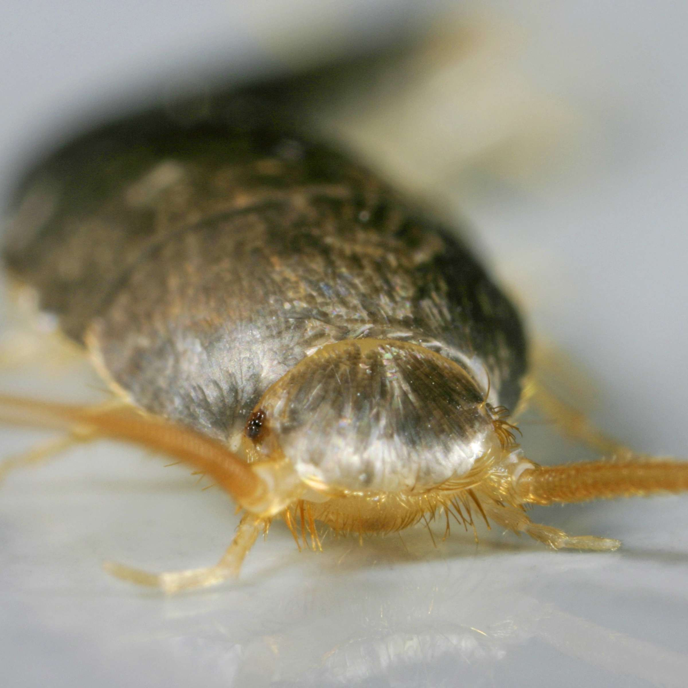 Silberfischchen Kriechen Ins Bett – Was Man Dagegen Tun Kann throughout Schlafzimmer Silberfische